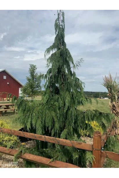Кипарисовик нутканский Джубили 